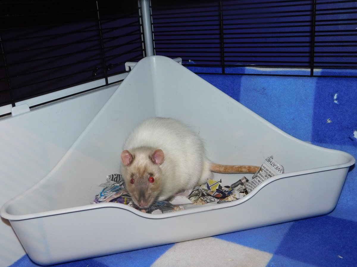 BaileyTheRat's tweet photo. Happy to say Bandit is settling in very well! 

After a rocky start in life after being used for breeding and nothing else.

He is now loved https://t.co/eu97JxxLBD