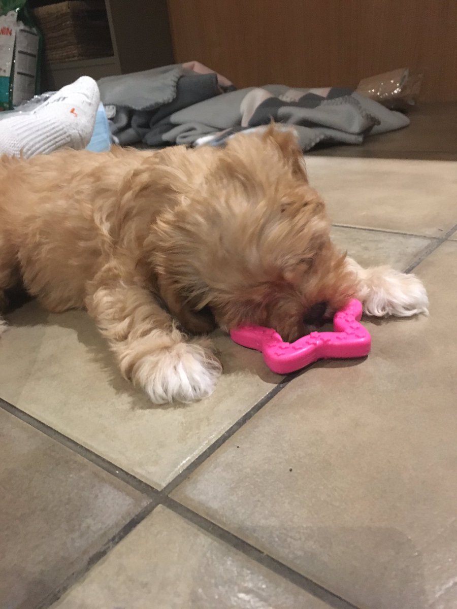 StephGeschke's tweet photo. I got a puppy! Yay, puppy! https://t.co/8HQP3qEH6m