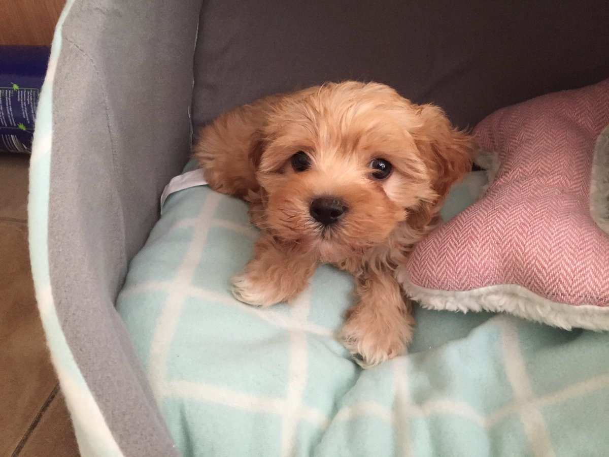 StephGeschke's tweet photo. I got a puppy! Yay, puppy! https://t.co/8HQP3qEH6m