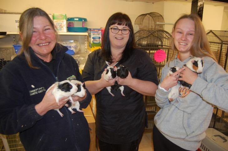 _PetAbuseUK's tweet photo. *GRAPHIC* Guinea pigs,Rabbits&amp;birds found dumped in the FREEZING cold &amp;some dead in woodland #Consett #CountyDurham https://t.co/tE1rmvQJcG https://t.co/7CaS9pdHJZ