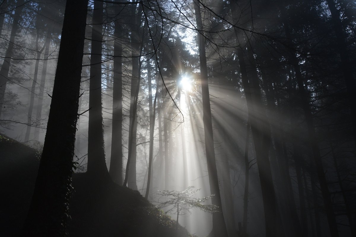 MirjamDomig's tweet photo. #nature #lightningeffect #trees #fog https://t.co/1wRa4OlMqT