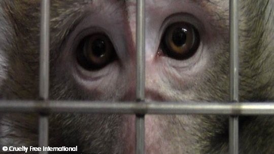 chitayat_PO's tweet photo. #BoycottMauritius they breed macaques to be sold for #LabTesting join #SaveChippy group in ๐๐พโ๐ผhttps://t.co/nk13xoQ1Bq to ๐ซ๐๐ขthis madness. https://t.co/zFPfqM3JtC