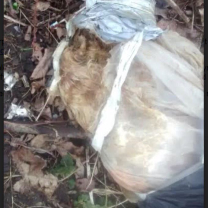 _PetAbuseUK's tweet photo. *GRAPHIC* Jess,the dog-found dumped by a canal in plastic bag #Bootle #Liverpool if you know the owner NAME&amp;SHAME https://t.co/oE8nNhibOs https://t.co/IrQdfxwDWo