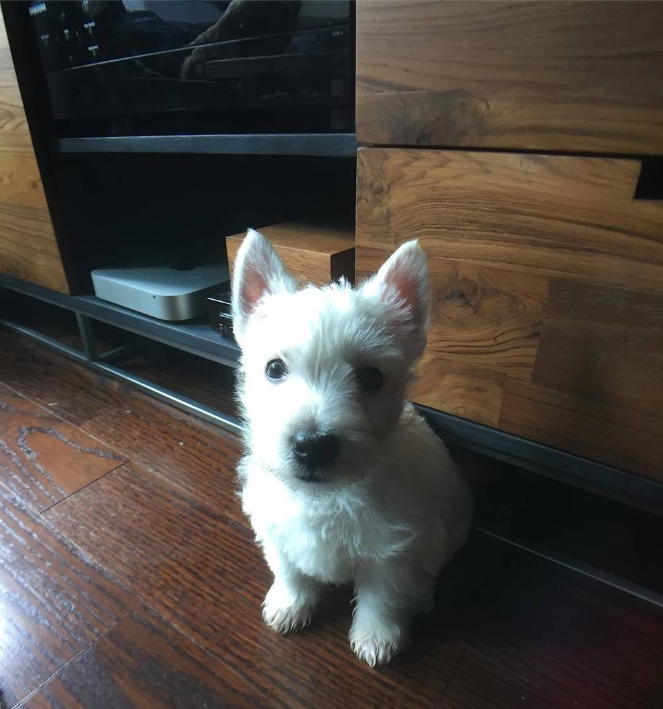 ceezg's tweet photo. The cute new addition to our lives: Gringo!! #gringothewestie #puppy #westhighlandwhiteter… https://t.co/muIqWPffyX https://t.co/5iAKaJBFOf