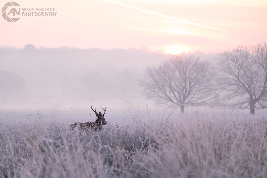 Winter Wonderland - the story behind the images: bit.ly/2l0XxI9
#BritishWildlife #WinterLandscapes #PhotographyBlog #AaronNorthcott