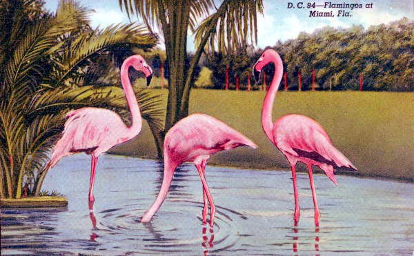 Miami postcard 1940
Who doesn't like flamingos?