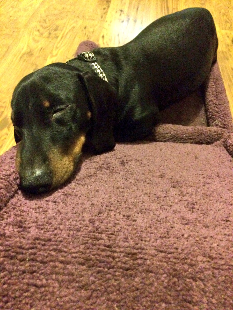 MiloTheDaxie's tweet image. Too lazy 2 even climb to the top of my ramp #lazymilo #snoozes