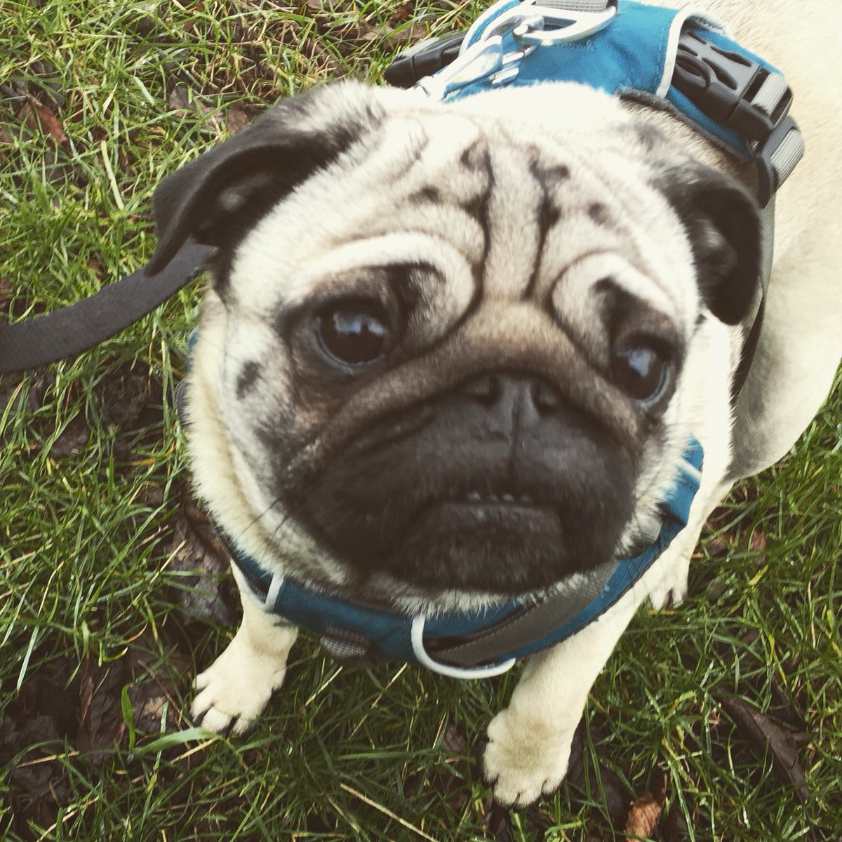 Roo the Pug tweet media