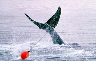 50 NGOs sign letter to <a href="/MSCecolabel/">Marine Stewardship Council</a> critiquing certification of fisheries with high bycatch, via <a href="/CliffWhiteNews/">Cliff White</a>: urbina.io/2kIurOa