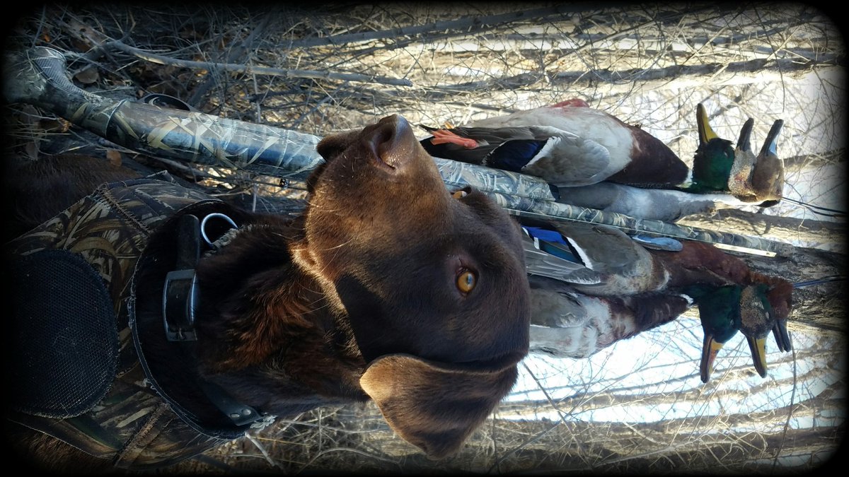 Beakbuster_23's tweet photo. My boy Odin, ending the season strong @Gunner_Kennels #gunnereffect #herodecoys #AHDA https://t.co/LGrLicWN71
