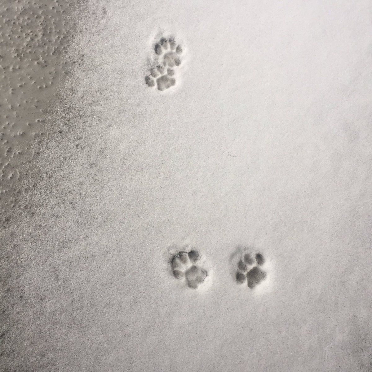 zandertehcat's tweet photo. Making my mark on the world.  #Caturday #snow #canadian https://t.co/EftmQpmgc3