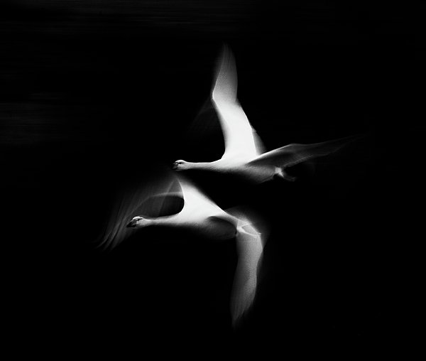roger_lever's tweet photo. New artwork for sale! - "Wild Swans" - https://t.co/MKnrTwD4MK @howdoyoupixels https://t.co/TZ64nAMoYU