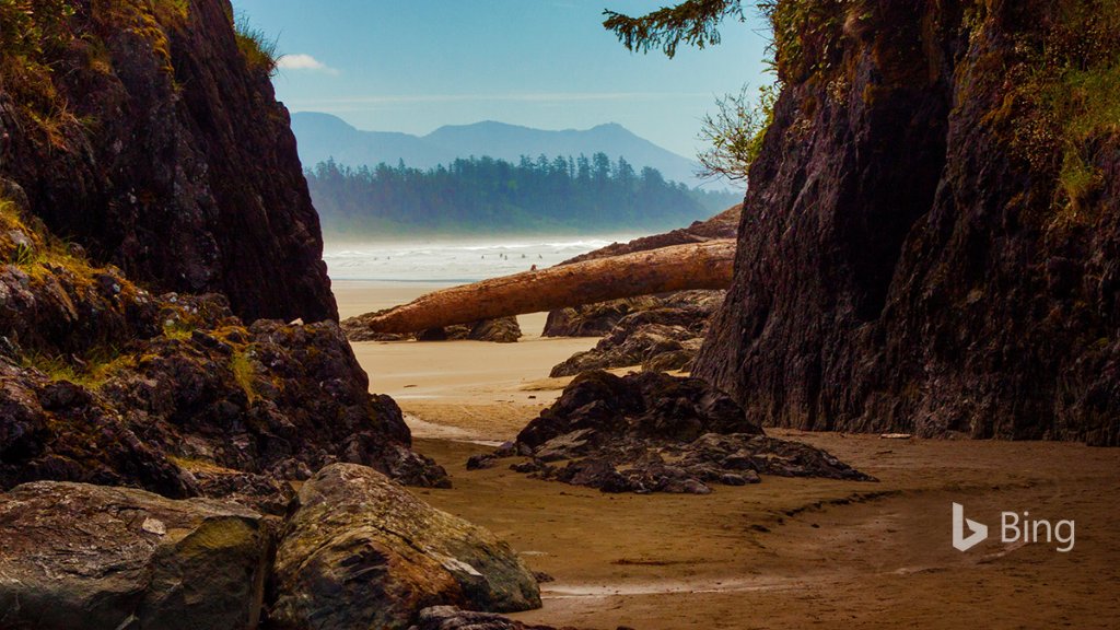 Enormous driftwood litters the beach near Tofino, Vancouver Island, Canada. Bing.com