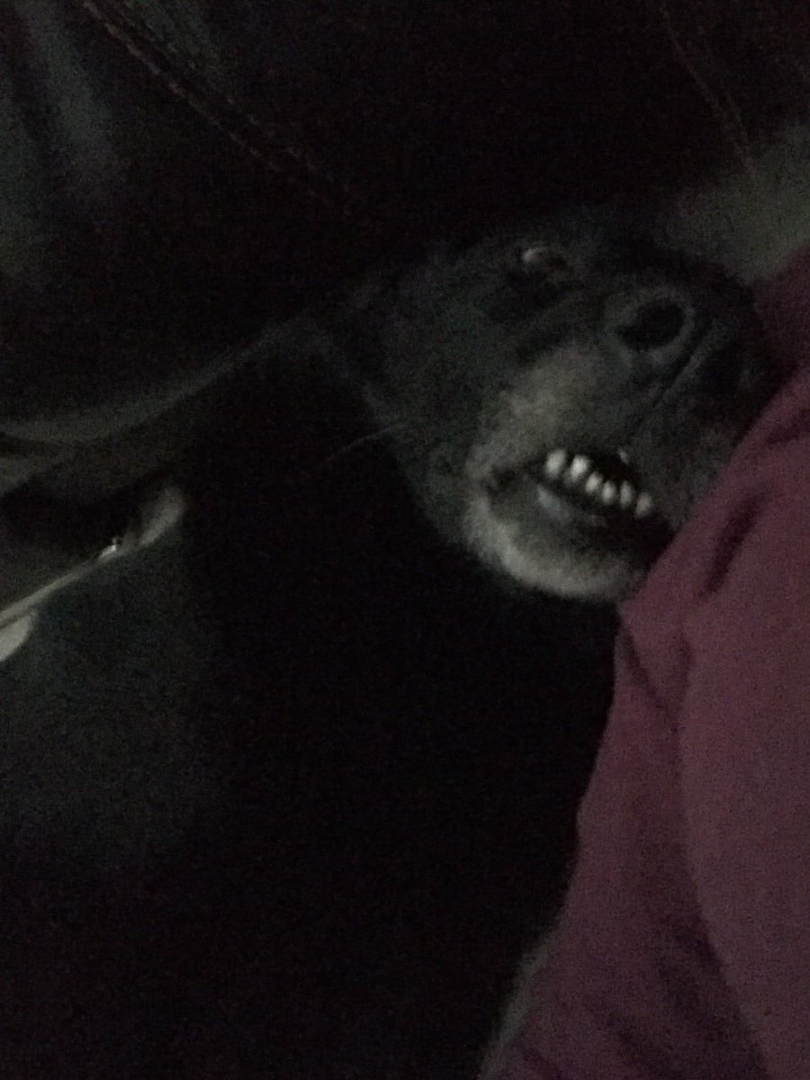 BomskiDoodle's tweet image. It's hard life being a hound #hound #sleepyhound #tired #teef #goofy #cuddles #gsd #itsadogslife #dogsoftwitter