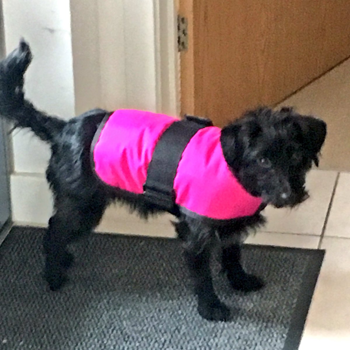 Day_Zee_Dog's tweet photo. Kitted out ready for the snow!!! #newcoat #jackapoo #winter https://t.co/4ldJ6BP2dB