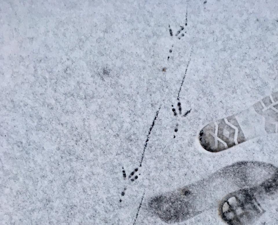 Cold feet for us and our feathered friends in The Cotswolds this morning! ❄️❄️ #snowy #footprints #Cotswolds #ducks