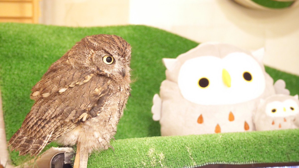 Kuu Owl フクロウのくうちゃん とりだんご大小 Owl フクロウ ニシアメ ニシアメリカオオコノハズク Westernscreechowl Screechowl Kuuowl ふわもこふくろう部 とりだんご