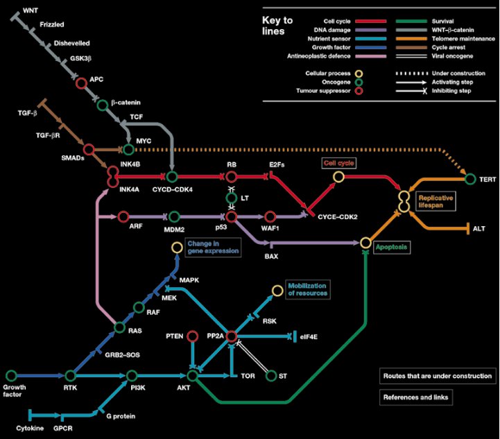 OncologyFox's tweet photo. #OFXSUBPATHWAYS #OFXPROTOTYPE #OFXVISION Cool idea will be to turn each of these subway stops into a clickable link w/predefined hash query🦊 https://t.co/1gb6G2xv3v