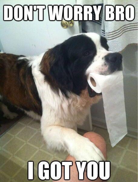mirapeds's tweet photo. This dog knows what's up. #SillySaturday #Crohns #IBDHumor https://t.co/4GNYyt70Dy