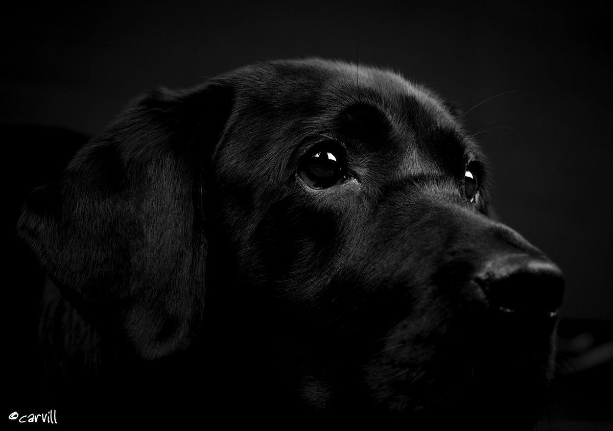Point7UK's tweet image. Pennie Black #blackandwhitephotography #blacklabrador #canonuk #canon6d