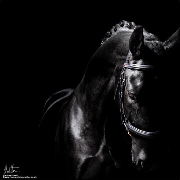 horsephotograph tweet picture
