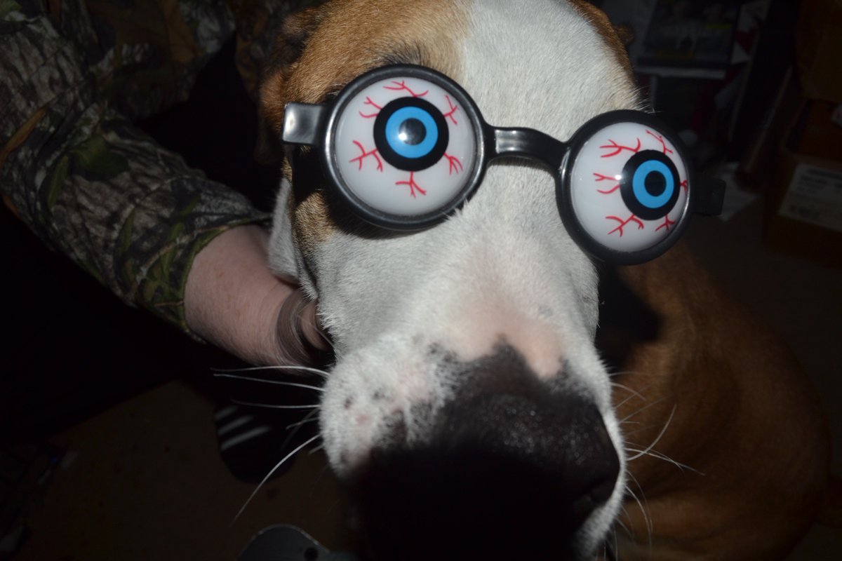 RascalLee09's tweet image. Do my #eyes look #funny to anyone else? #BOL #dogsoftwitter #dogs #dogphotography #RT #follow