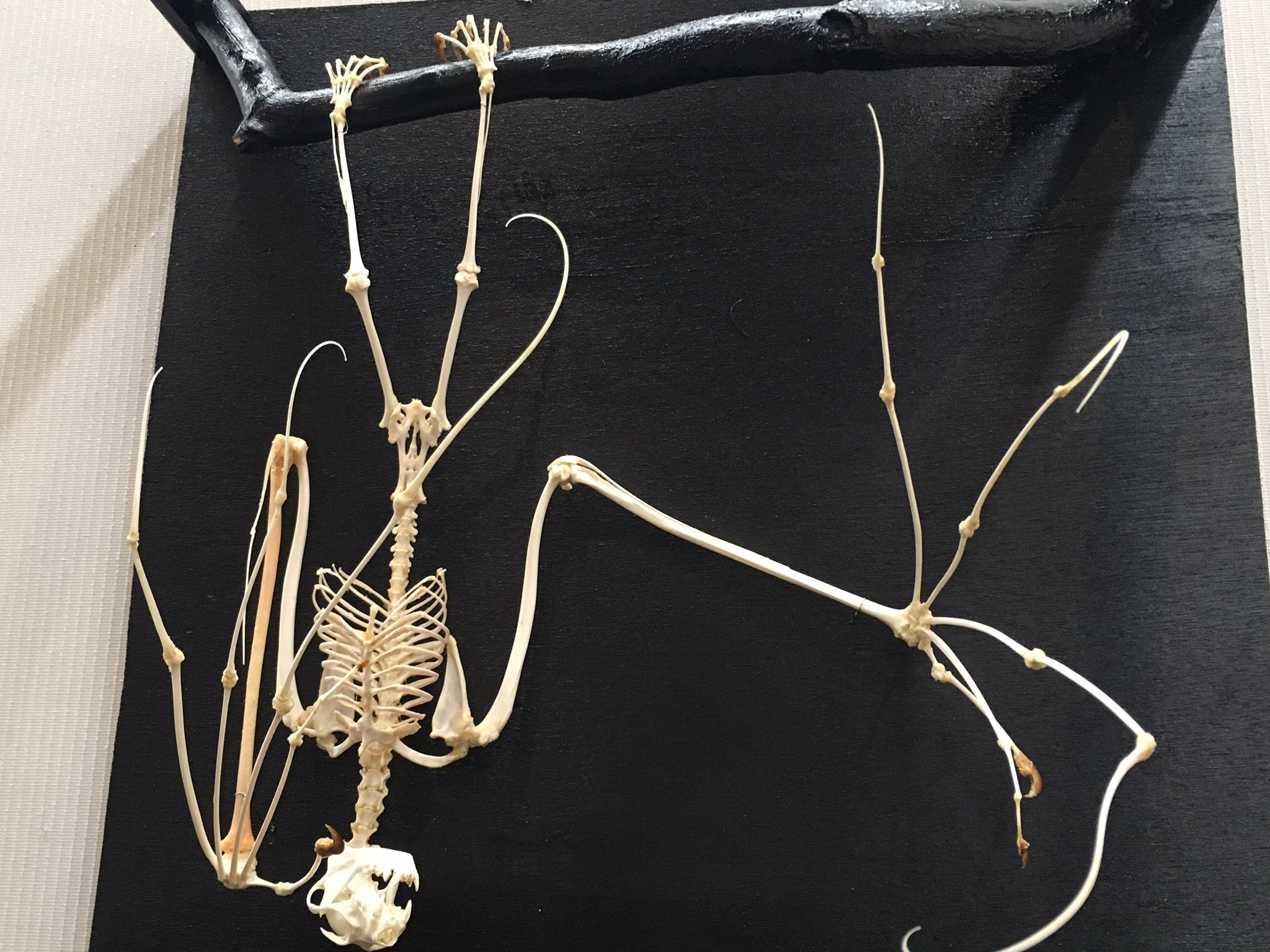 92 以上節約 ジャワオオコウモリの頭骨 置物