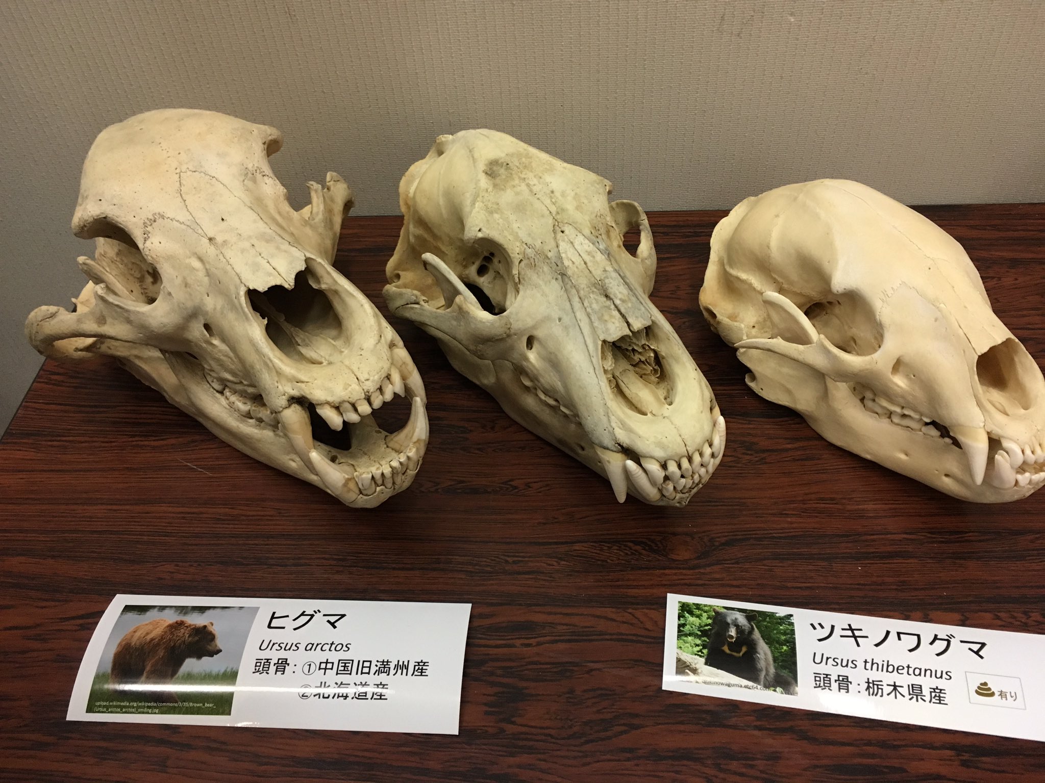 【50％OFF】 ツキノワグマの頭蓋骨 熊の頭骨 置物