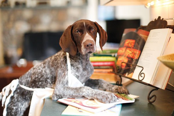 SarahSaysPets's tweet photo. Is your #Valentine your #furbaby? Need ideas of how you can celebrate? https://t.co/C6oGdDcVhn #dogster #doglandia #moderndogparenting https://t.co/8fjEjQK2b3
