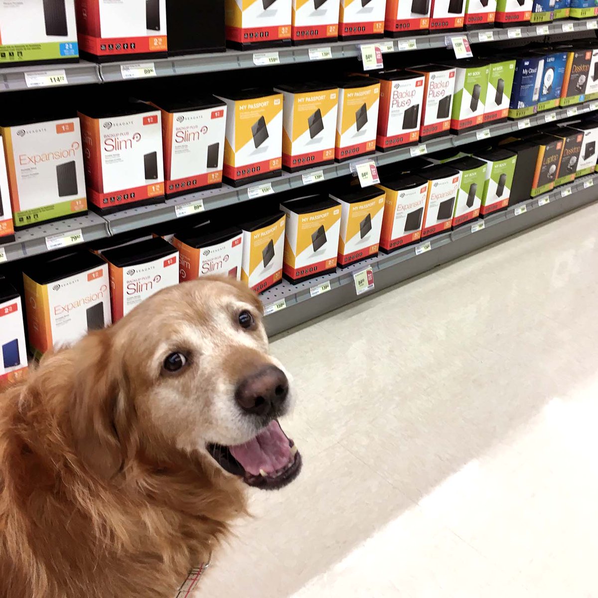 ModernPetsTO's tweet photo. Shopping for Valentines Day, getting something nice for his dad. 
#ValentinesDay https://t.co/hBsLH9Q56e