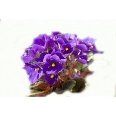 AbbeyEssentials's tweet photo. Used by the ancient Greeks as a symbol of love, our Violet absolute is the perfect Valentine's treat! https://t.co/zyr1237PVI https://t.co/ZCrOE1QtLj