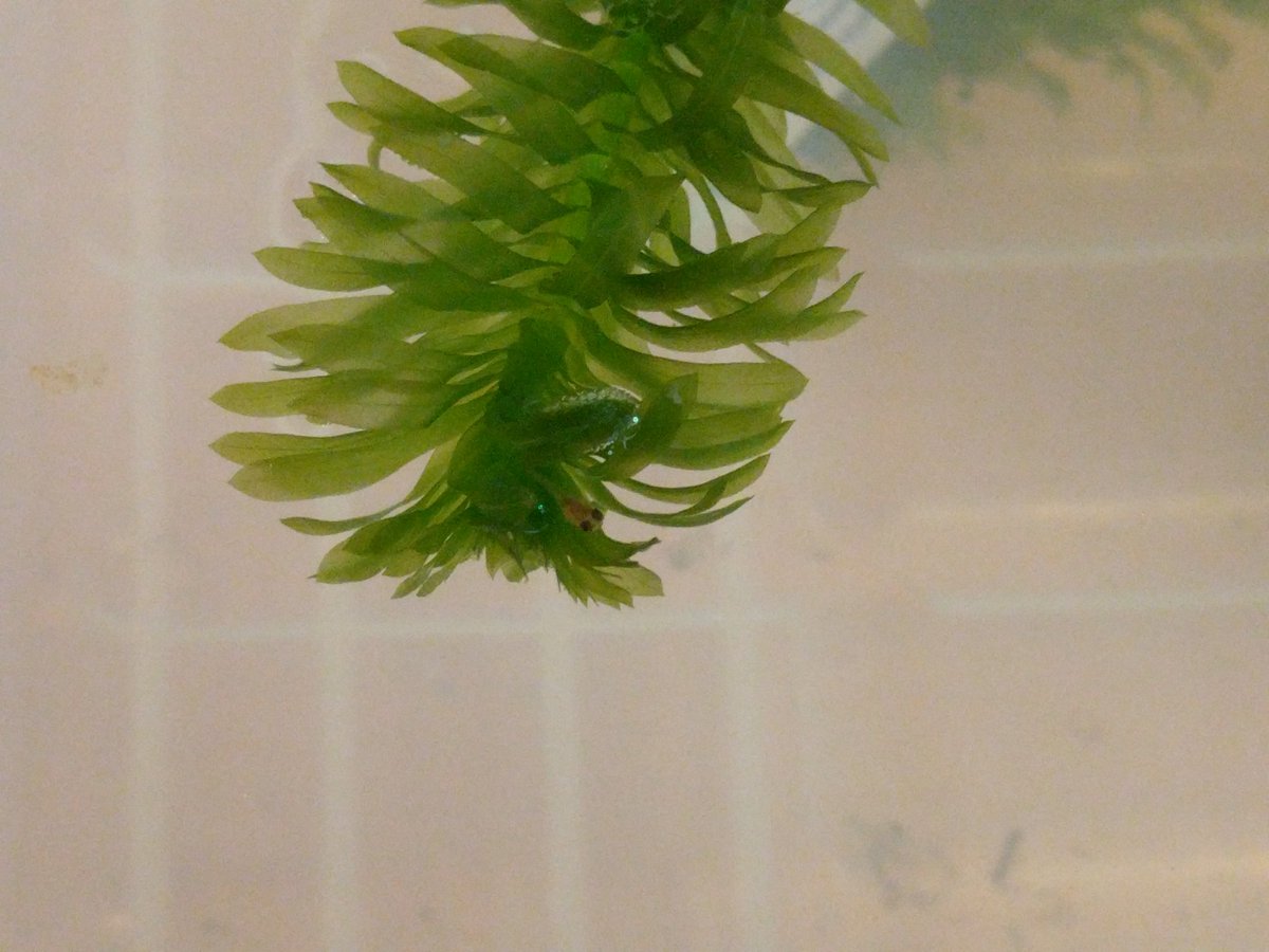 Finding Guppy tweet media