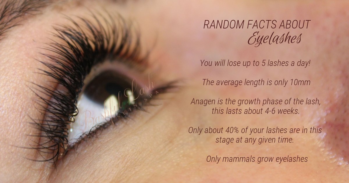 Bashful_Lash's tweet photo. #sorandom #whoknew #lashfact #beauty #phxaz #myphx #peoriaaz #lashes #pmu #cosmetictattoo #makeup https://t.co/QoKu1BMQM1