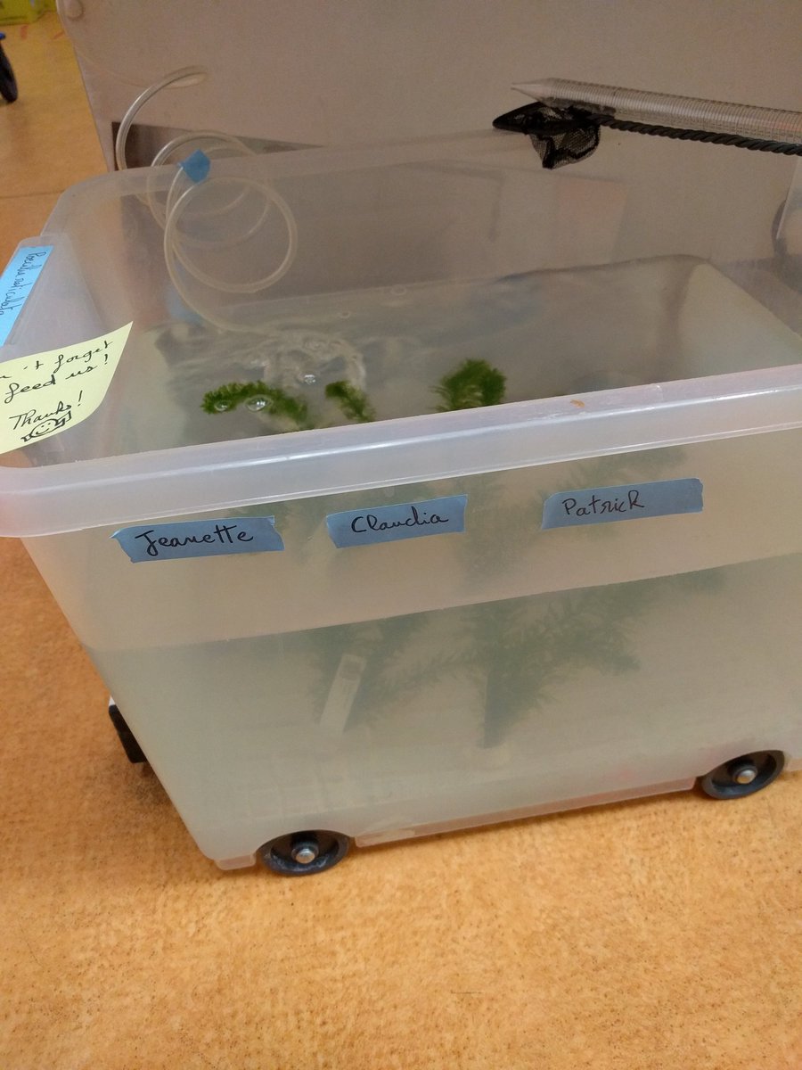 Finding Guppy tweet media