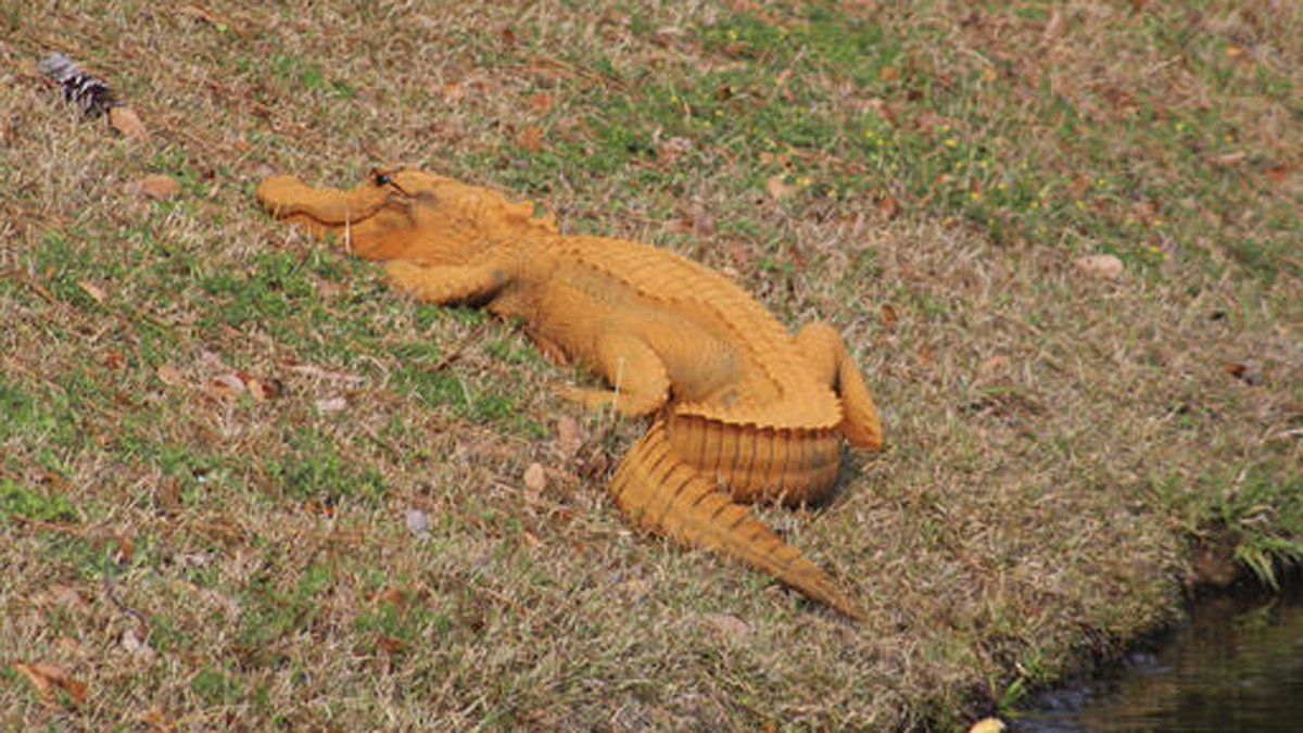 The orange #alligator mystery bit.ly/2lAGBoI https://t.co/DuamCettAa