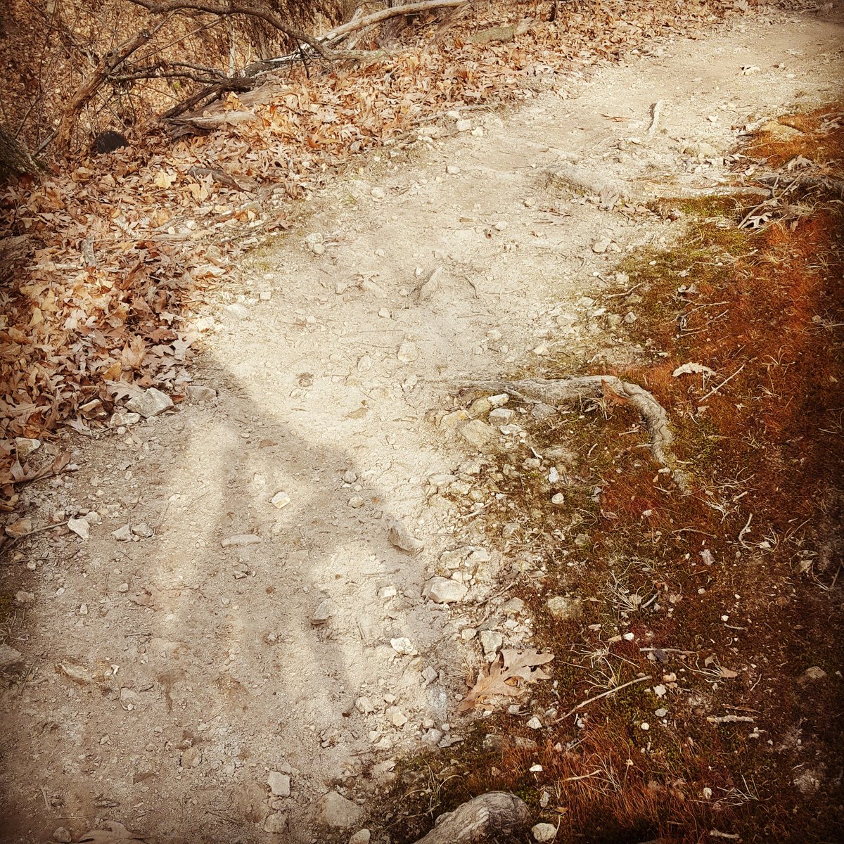 Swim Bike Run of STL tweet media