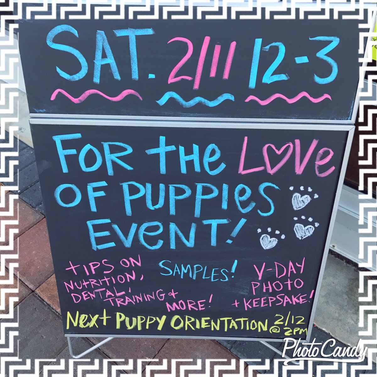 PetSmart1683's tweet photo. Come visit today 12-3 for our Love of Puppies Event!  Lots of tips, giveaways, photo ops, and more!  #petsmartevents #puppies #thevillages https://t.co/0tdpd88Or3