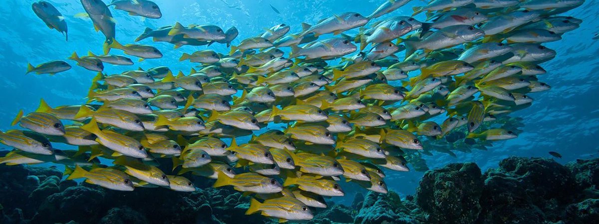 GonnaDive's tweet photo. Dive Sites via @PDMaldives https://t.co/BCUVLQbynp 
#Divesite #Divespots #scubadiving https://t.co/SX2azy8FgF