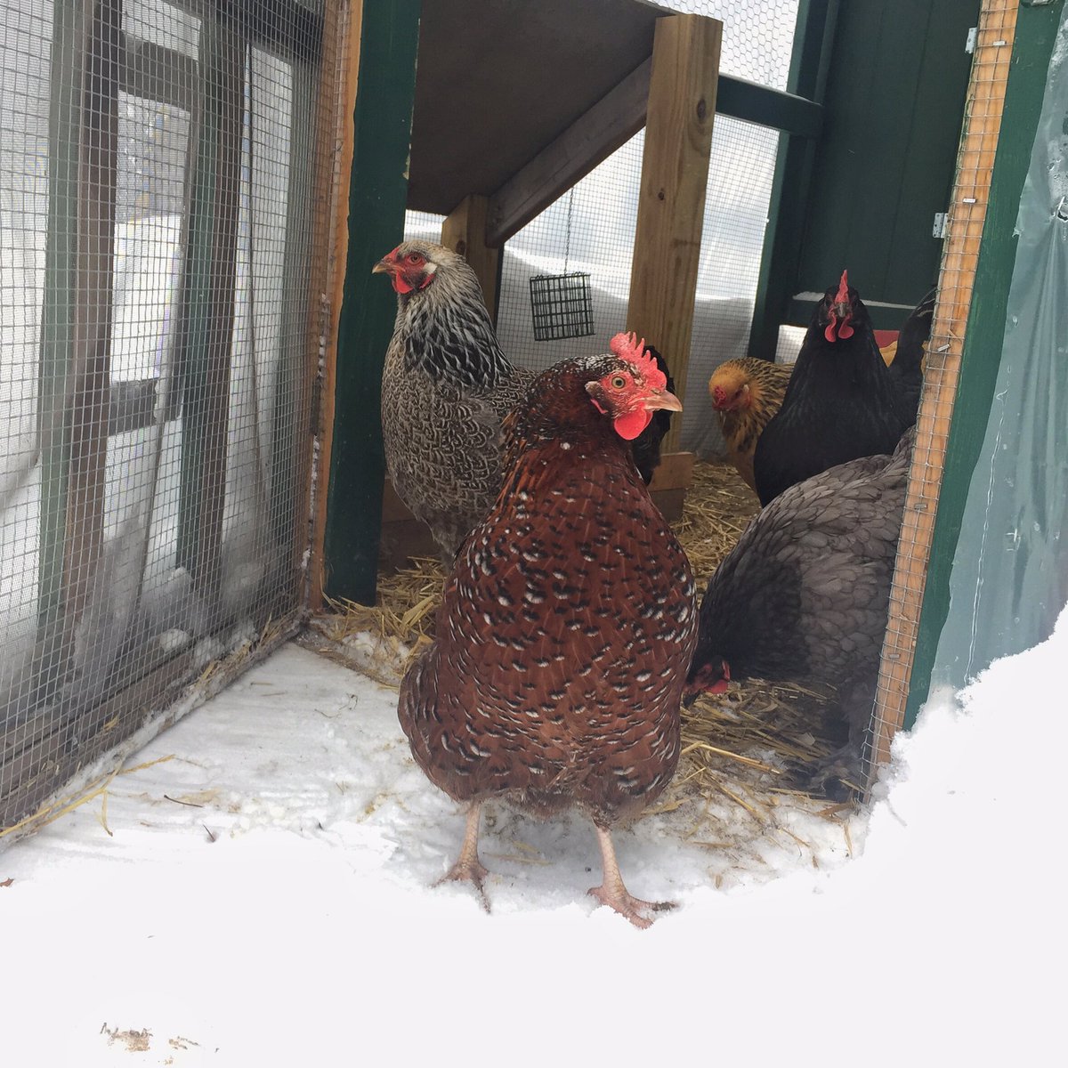 PJsHenHouse's tweet photo. Ginger is eager, but a little too much #snow for any #chickenadventures today. #chickensandsnow #backyardchickens https://t.co/EpbiQdCn2w