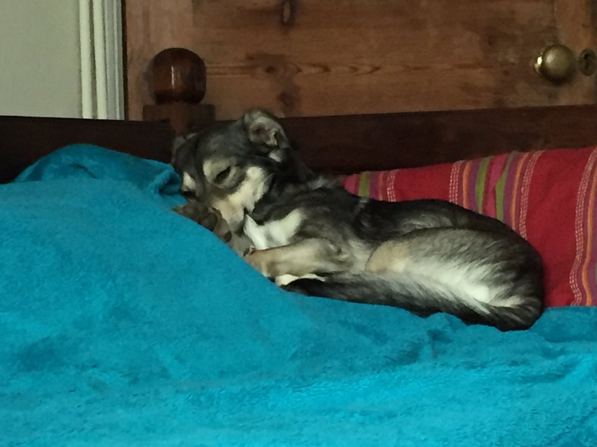 RipleyHoundlet's tweet image. Oh dear, scowlin an mutterin about da rugby frum Muvver 😳#6nations2017 Iz lyin low for a bit 😴