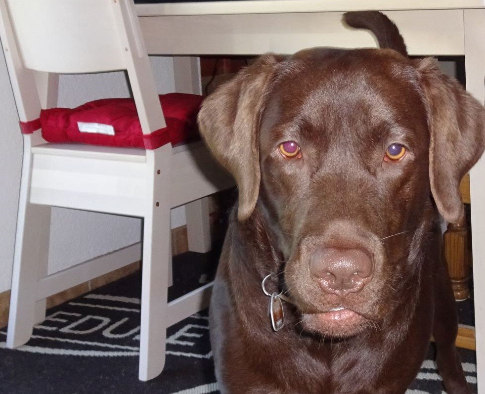 Berti_and_Ernie's tweet image. "Don't hold that tasty treat to long in your hand, buddy!"
