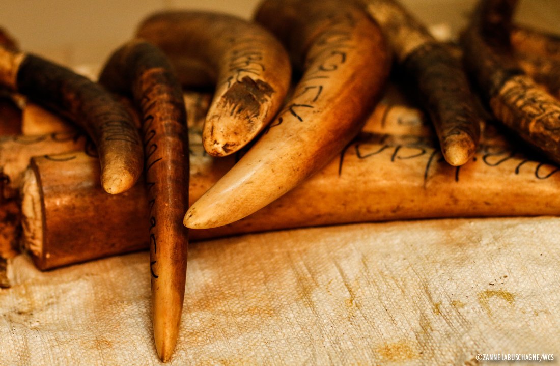 wcs_congo's tweet photo. 70 kg of #ivory seized in northern #Congo could lead to successful breakup of long standing trafficking network. https://t.co/VkT7sYgNYY https://t.co/Zxufn1cnUU