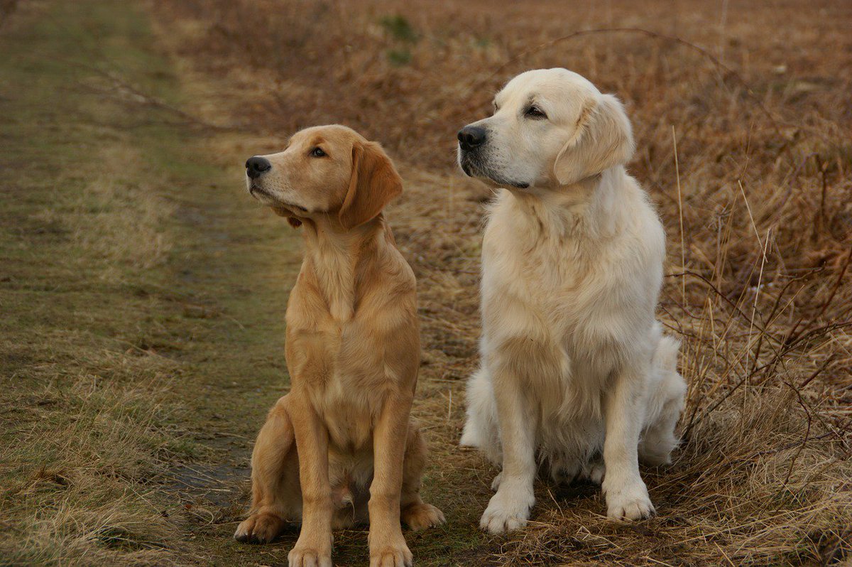 Berti_and_Ernie's tweet image. Watching a badminton game can be boring until they drop the ball! 😁😉 #dog #friends