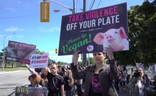 veganfuture tweet picture