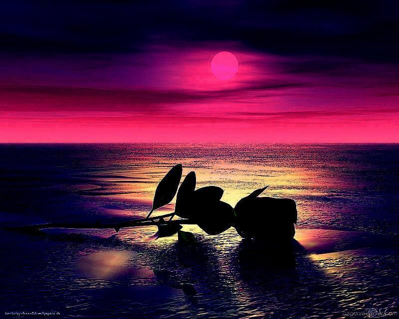 Розов всего одна ночь. Море цветы ночь. Розы море закат. Лунный закат. Ночь в море.