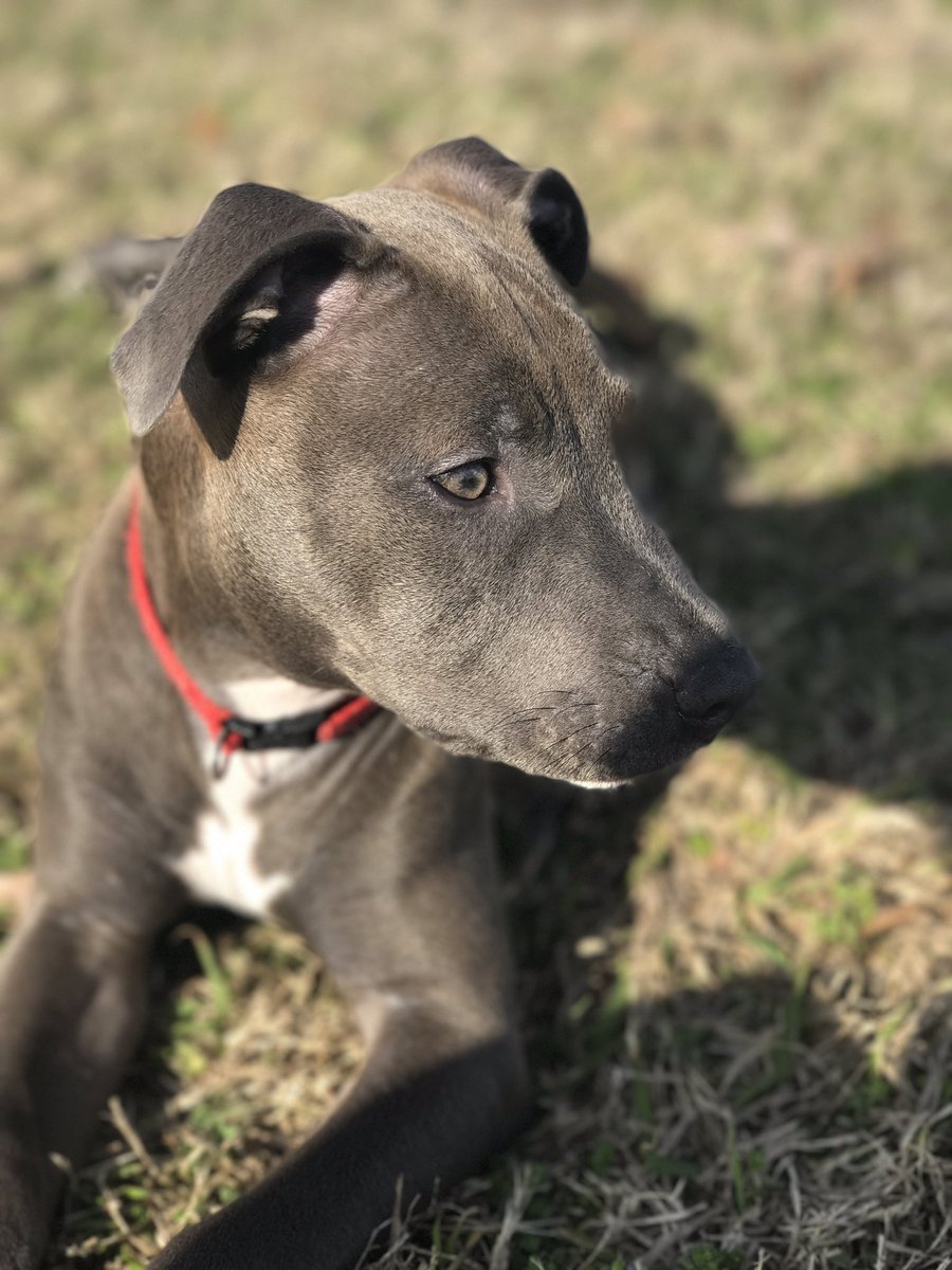 airwreckanichol's tweet image. My model❤️ #shekeepsmehappy #iphone7pluscamera 😍