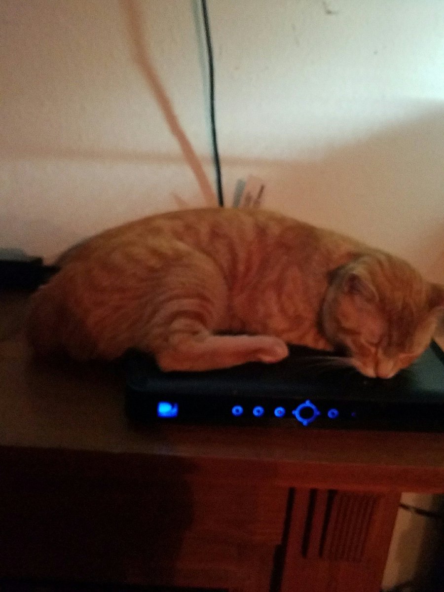 ChipRPOnTwitch's tweet image. This is haggis coming off the nip. #catwasted #catnipaddict