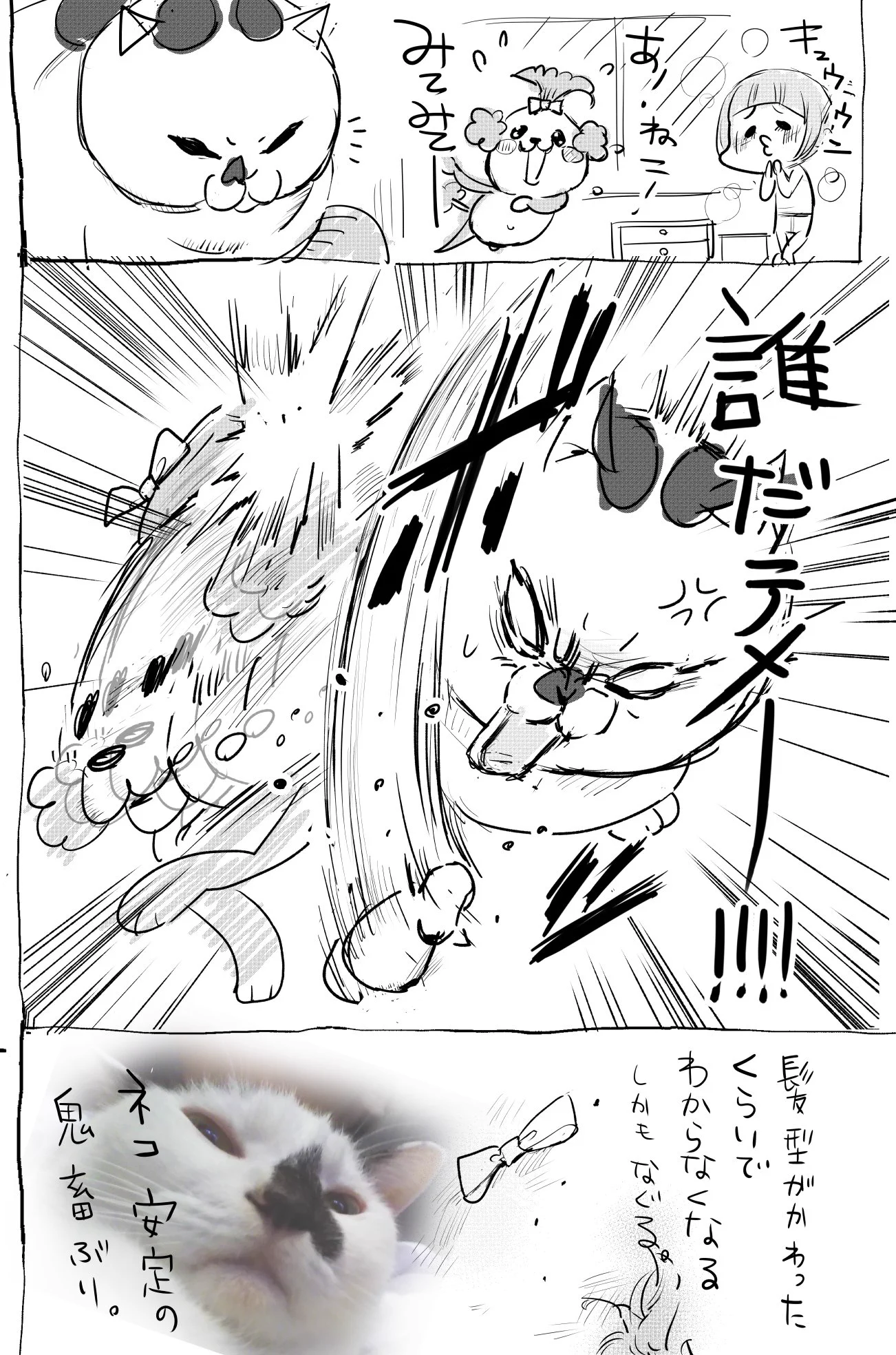 犬がトリミングして変なカットにされた結果ｗｗｗ猫にボコられるｗｗｗ