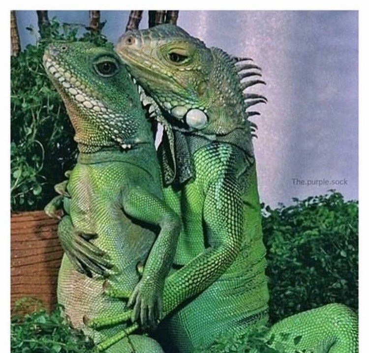 ScouseBirdBlogs's tweet photo. When a couple annonce their pregnancy on Facebook with a photoshoot https://t.co/vsGV5Sxqbw