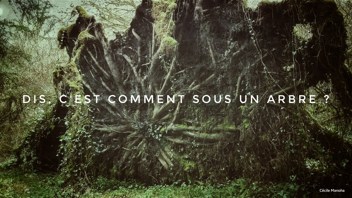 cocalicot's tweet photo. Forêt #Calanhel @cotesdarmor22 @Photos_Bretagne https://t.co/gsTAMDnhaK